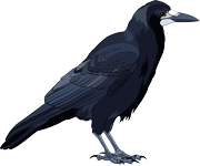 Rook